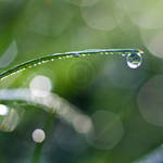 Dewdrop Dreams by eyedesign