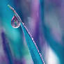 Acid Rain
