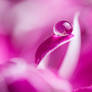 In the Pink!