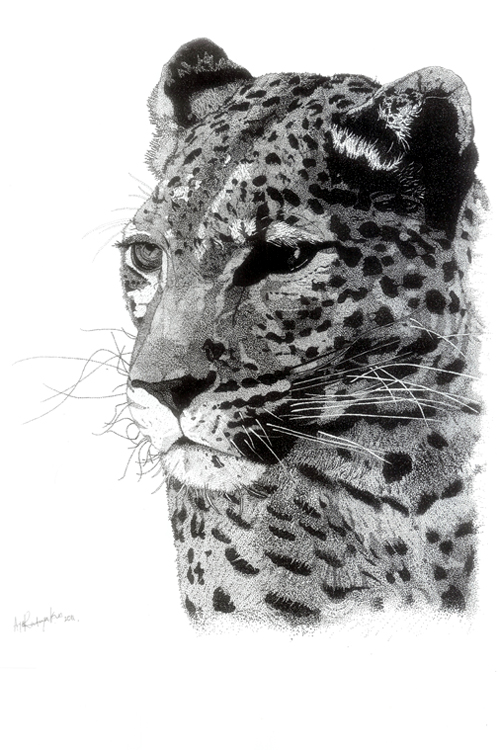 African Leopard