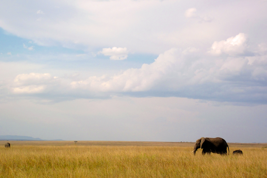 African Bush Elephant