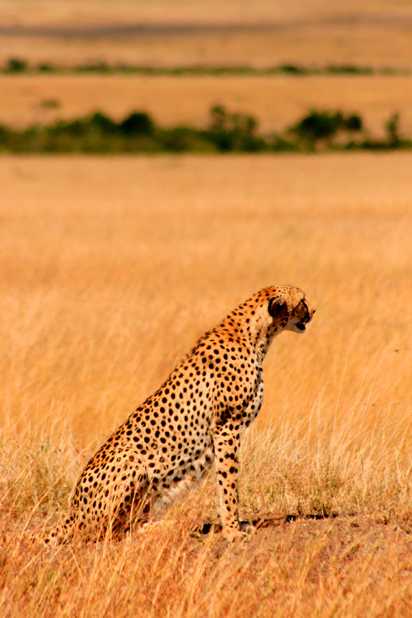 Cheetah (female)