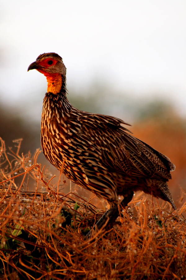 Yellow-necked Spurfowl