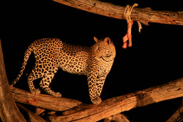 African Leopard