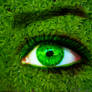 green nature eye
