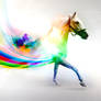 Horse Rainbow