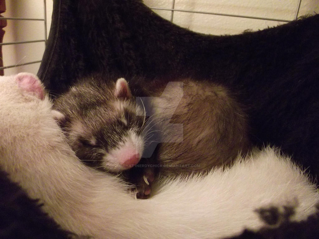 Sleeping Ferret