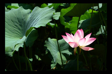 pure lotus