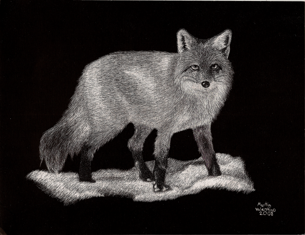 scratchboard: Fox