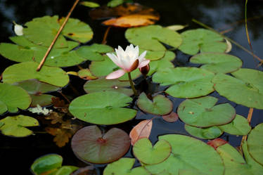 Lilly Pad Flower