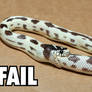 snake fail