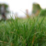 Grass