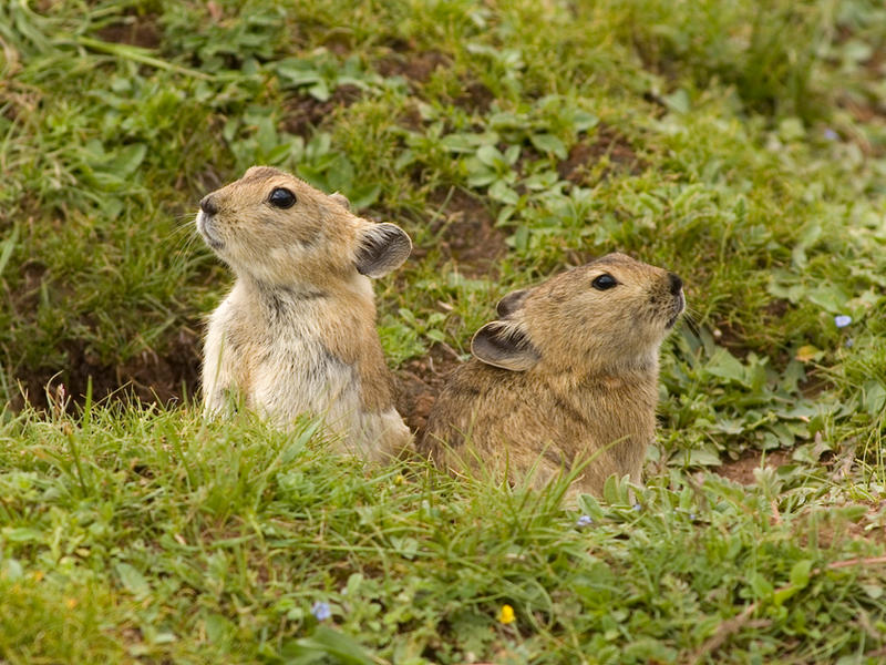 are they called Gophers? by kunsang
