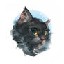 Graystripe. Warriors cats fanart