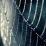 Spider's web 4