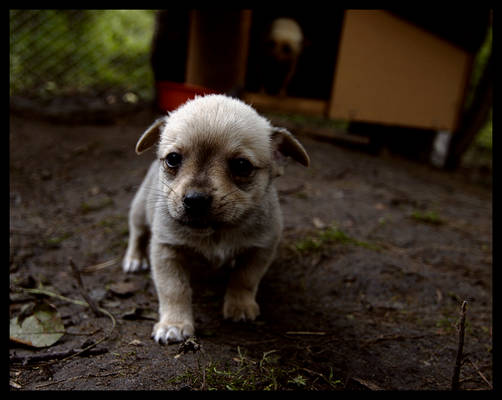 homeless puppy