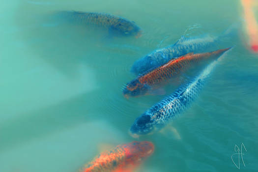 Peces koi