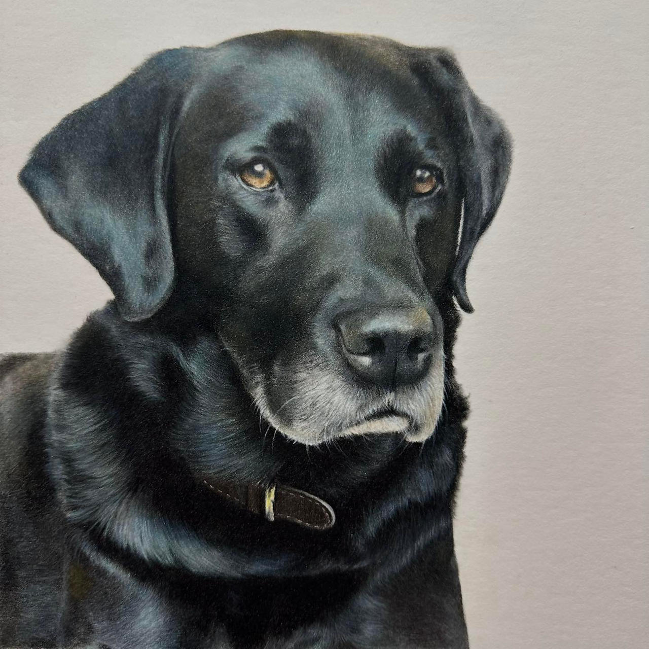 Black Lab Deviantart Black Labrador in coloured pencil by BonnySnowdonAcademy on DeviantArt