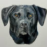 Black Lab - the difference with soft texturing