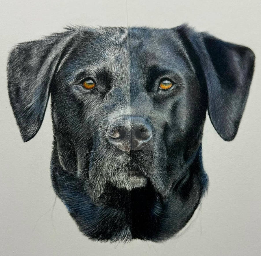 Black Lab Deviantart Black Lab - the difference with soft texturing by BonnySnowdonAcademy ...