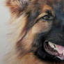 German Shepherd Drawing In Coloured Pencil