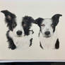 Black and White Dogs