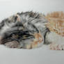 Sleeping Cats