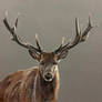 Deer Drawing