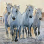 Horses Running In Water With Coloured Pencils