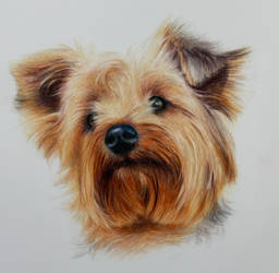 Yorkie Dog With Pencils