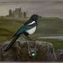 Magpie With Coloured Pencils