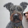 Gorgeous Schnauzer