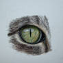 Cat Eye