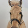 Gorgeous Horse