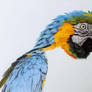 Parrot In Progress