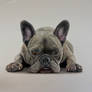 Ronnie the French bulldog