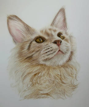 My Maine Coon Benny