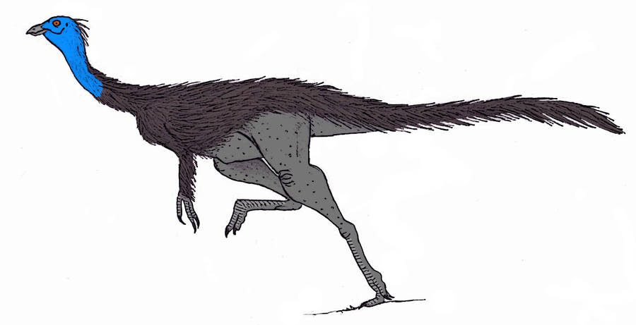 Struthiomimus altus by TheMorlock