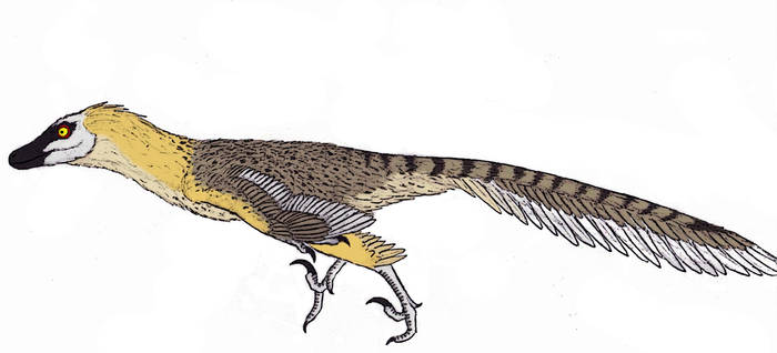 Velociraptor mongoliensis