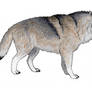 Canis dirus