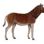 Equus quagga quagga