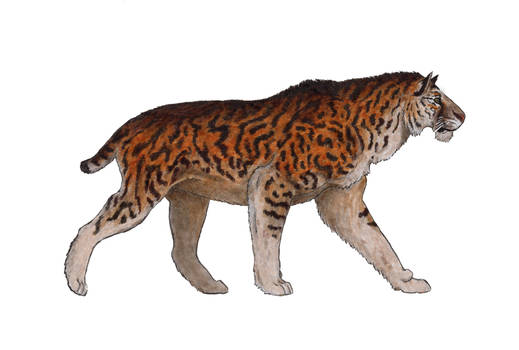 Homotherium latidens