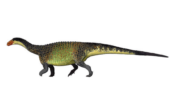 Lessemsaurus sauropoides