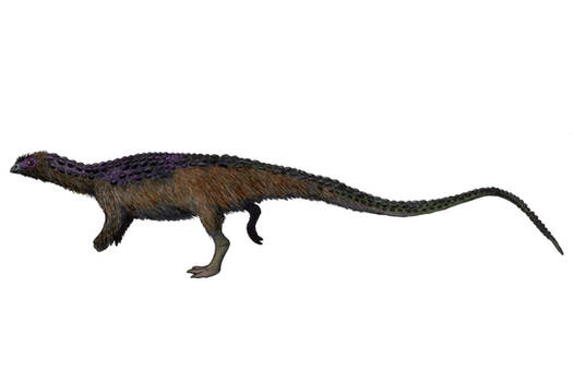 Scutellosaurus lawleri