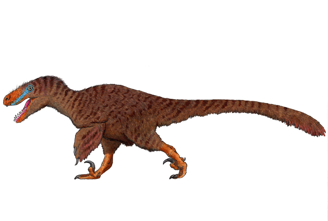 Ultaraptor Utahraptor ostrommaysi by TheMorlock on DeviantArt