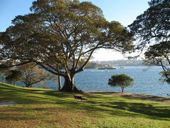 Beautiful Sydney Winter