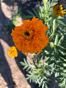 Marigolds 