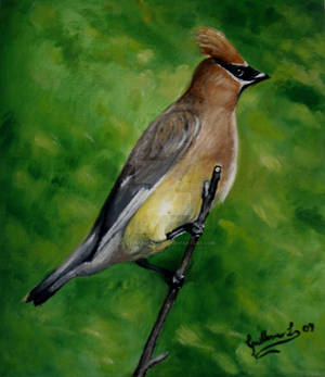 Ampelis - Waxwing bird