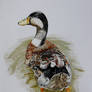 Duck (Anas platyrhynchos)