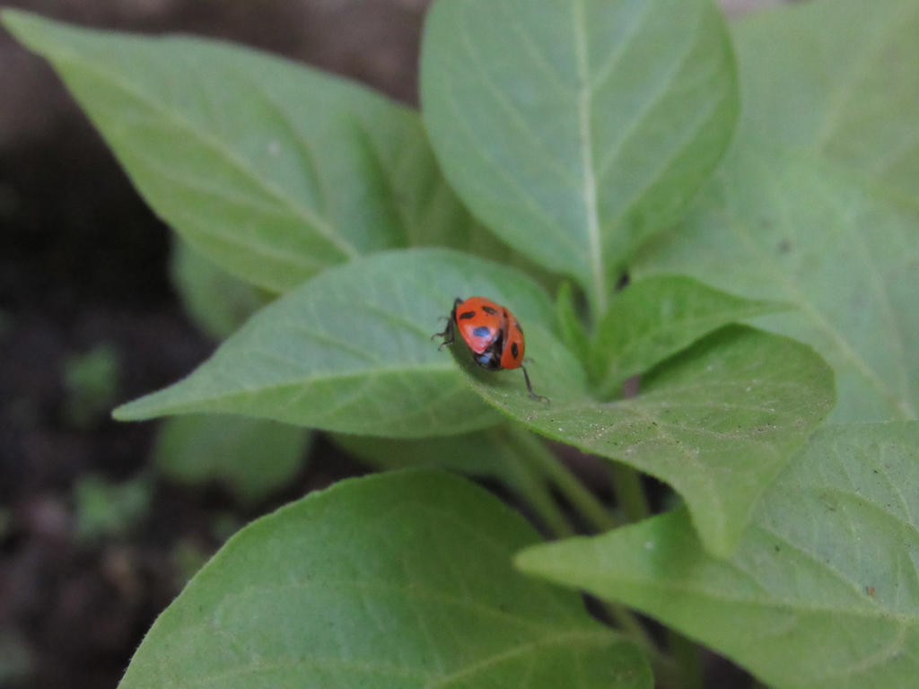 Ladybug flying backs by VannyPavelski on DeviantArt